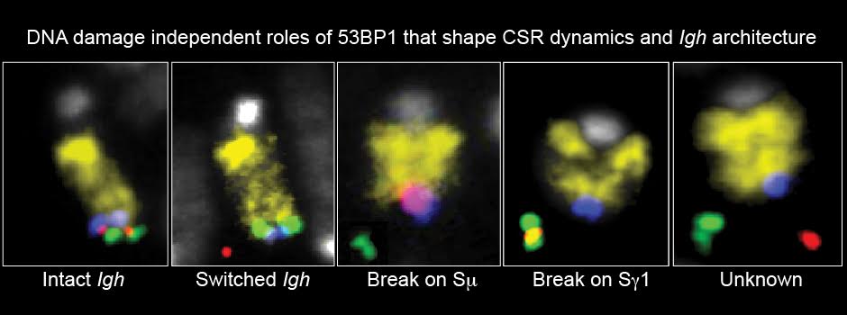 Five fluorescence panels of the Igh locus: intact, switched, break on S mu, break on S gamma 1, and unknown.