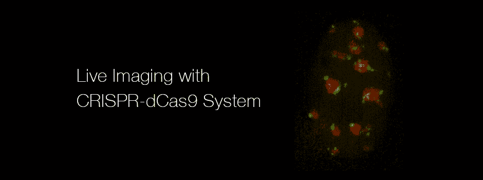 Animated 3D image of a nucleus with fluorescently tagged satellite sequences, titled Live Imaging with CRISPR-dCas9 System.