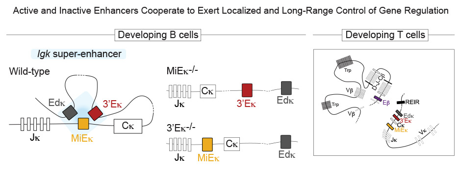 Diagram of the Igk super-enhancer in wild-type and enhancer-deleted developing B and T cells.