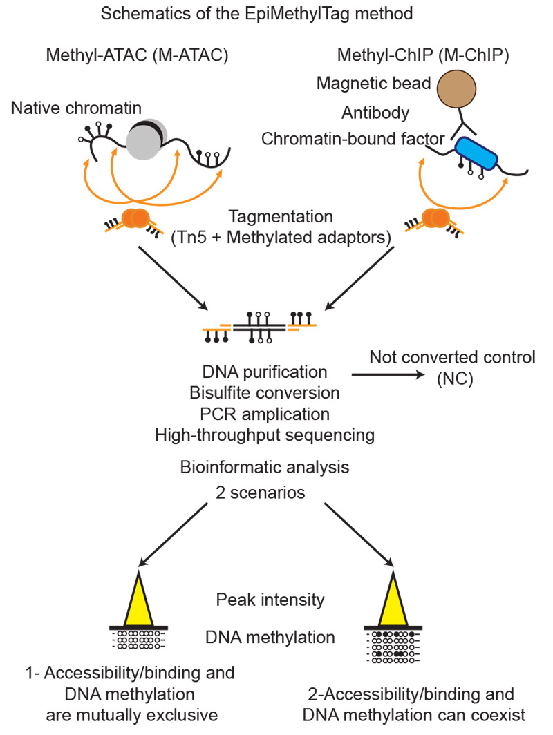 EpiMethylTag workflow figure.