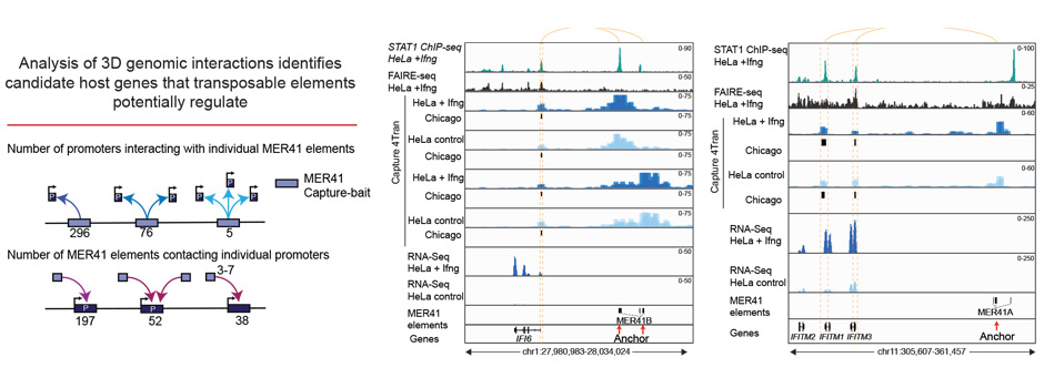 Capture-C tracks showing contacts between MER41 elements and promoters.