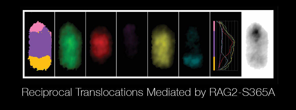 Series of chromosome paint images in purple, green, red, yellow and cyan, titled Reciprocal Translocations Mediated by RAG2-S365A.