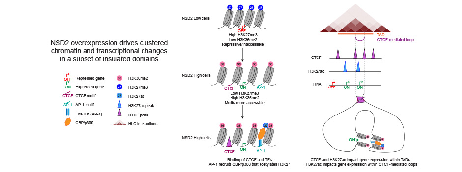 Schematic showing how NSD2 overexpression changes histone marks, CTCF binding and gene expression within insulated domains.