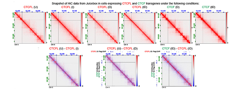 Grid of Hi-C contact maps from cells expressing CTCFL and CTCF transgenes under different conditions.