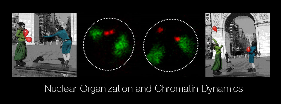 Two women in green and blue passing red balloons in Washington Square, framing two nuclei with green chromosome territories and red loci.