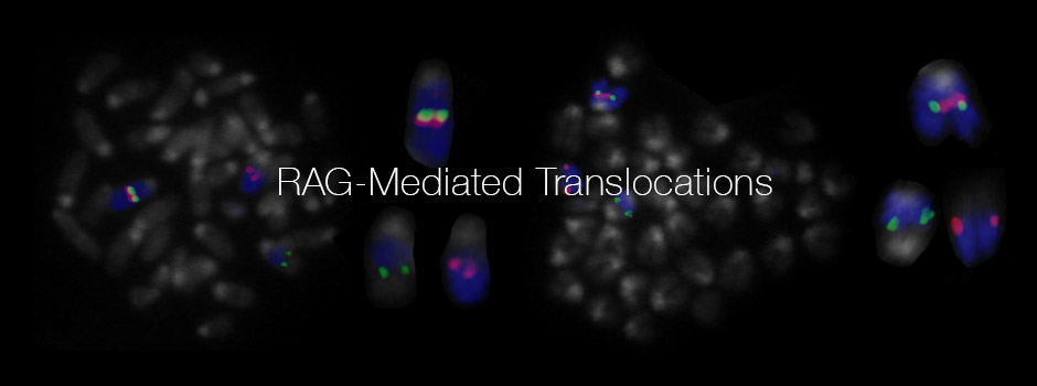 Fluorescence image of nuclei with red, green and blue labelled loci, titled RAG-Mediated Translocations.