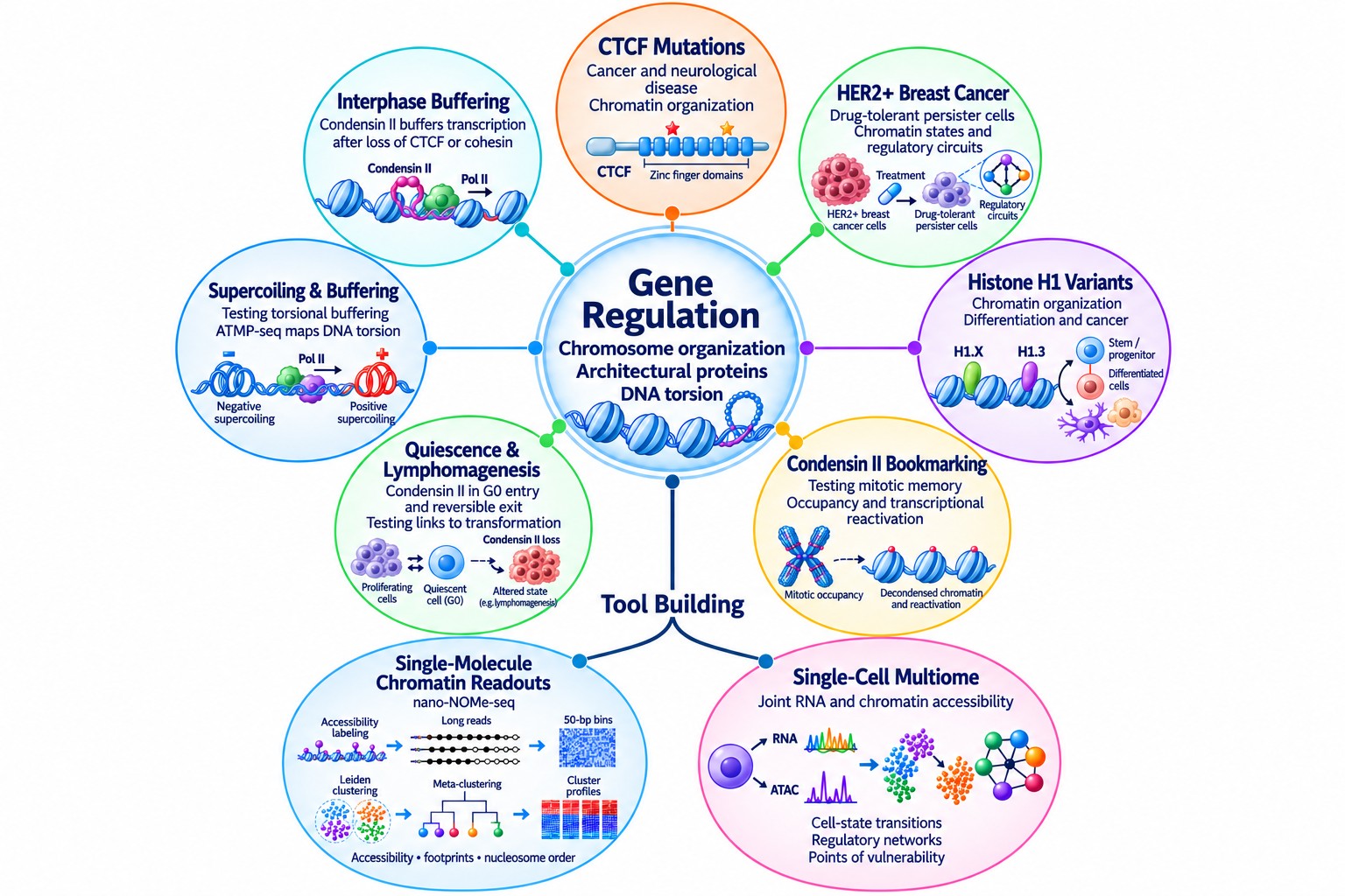 Map of the lab's research on gene regulation, chromosome organization, architectural proteins and DNA torsion. Around the centre: CTCF mutations, HER2-positive breast cancer, histone H1 variants, condensin II bookmarking, quiescence and lymphomagenesis, supercoiling and buffering, and interphase buffering. Below, tool building: single-molecule chromatin readouts and single-cell multiome.
