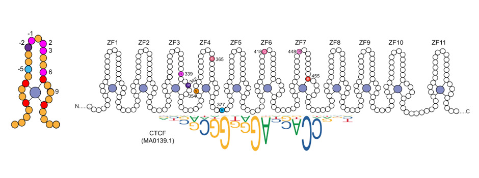 Diagram of CTCF’s eleven zinc fingers with mutated residues highlighted, beside the CTCF binding motif.